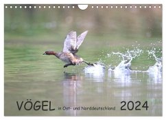 Vögel in Ost- und Norddeutschland 2024 (Wandkalender 2024 DIN A4 quer), CALVENDO Monatskalender - Jansen, Rolf