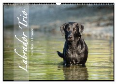 Labrador Trio - 3 Farben, 3 Freunde (Wandkalender 2024 DIN A3 quer), CALVENDO Monatskalender