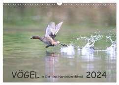 Vögel in Ost- und Norddeutschland 2024 (Wandkalender 2024 DIN A3 quer), CALVENDO Monatskalender - Jansen, Rolf