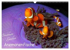 Anemonenfische - Streitbare Gesellen (Wandkalender 2024 DIN A3 quer), CALVENDO Monatskalender