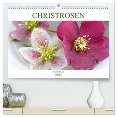 Christrosen (hochwertiger Premium Wandkalender 2024 DIN A2 quer), Kunstdruck in Hochglanz