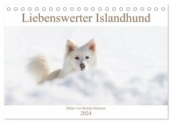 Liebenswerter Islandhund (Tischkalender 2024 DIN A5 quer), CALVENDO Monatskalender