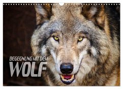 Begegnung mit dem Wolf (Wandkalender 2024 DIN A3 quer), CALVENDO Monatskalender
