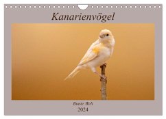 Kanarienvögel - Bunte Welt (Wandkalender 2024 DIN A4 quer), CALVENDO Monatskalender