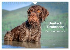 Deutsch Drahthaar - Ein Jahr mit Max (Wandkalender 2024 DIN A4 quer), CALVENDO Monatskalender