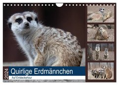 Quirlige Erdmännchen (Wandkalender 2024 DIN A4 quer), CALVENDO Monatskalender