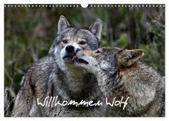 Willkommen Wolf (Wandkalender 2024 DIN A3 quer), CALVENDO Monatskalender
