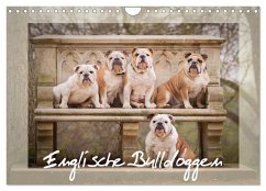 Englische Bulldoggen (Wandkalender 2024 DIN A4 quer), CALVENDO Monatskalender
