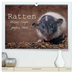Ratten. Kleine Nager, großes Herz. (hochwertiger Premium Wandkalender 2024 DIN A2 quer), Kunstdruck in Hochglanz