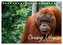Orang Utans von Borneo Tierkalender 2024 (Tischkalender 2024 DIN A5 quer), CALVENDO Monatskalender