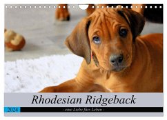 Rhodesian Ridgeback - eine Liebe fürs Leben (Wandkalender 2024 DIN A4 quer), CALVENDO Monatskalender - Behrens, Dagmar