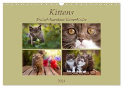 Kittens - Britisch Kurzhaar Katzenkinder (Wandkalender 2024 DIN A3 quer), CALVENDO Monatskalender