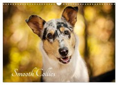 Smooth Collies (Wandkalender 2024 DIN A3 quer), CALVENDO Monatskalender