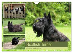Scottish Terrier - Charmantes Rauhbein (Wandkalender 2024 DIN A4 quer), CALVENDO Monatskalender