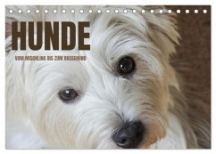 Hunde - vom Mischling bis zum Rassehund (Tischkalender 2024 DIN A5 quer), CALVENDO Monatskalender - Rohde, Angela