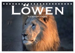 Löwen. Die Könige Afrikas (Tischkalender 2024 DIN A5 quer), CALVENDO Monatskalender