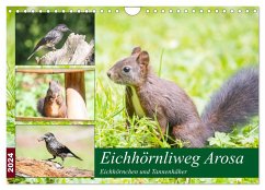 Eichhörnliweg Arosa - Eichhörnchen und Tannenhäher (Wandkalender 2024 DIN A4 quer), CALVENDO Monatskalender