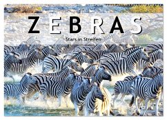 Zebras, Stars in Streifen (Wandkalender 2024 DIN A2 quer), CALVENDO Monatskalender
