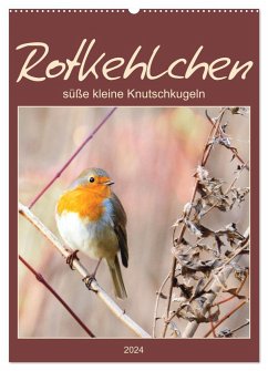 Rotkehlchen, süße kleine Knutschkugeln (Wandkalender 2024 DIN A2 hoch), CALVENDO Monatskalender