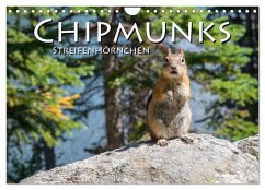 Chipmunks Streifenhörnchen (Wandkalender 2024 DIN A4 quer), CALVENDO Monatskalender