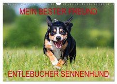 Mein bester Freund - Entlebucher Sennenhund (Wandkalender 2024 DIN A3 quer), CALVENDO Monatskalender
