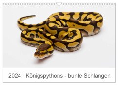 Königspythons - bunte Schlangen (Wandkalender 2024 DIN A3 quer), CALVENDO Monatskalender - Lang, Werner