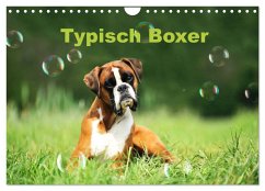 Typisch Boxer (Wandkalender 2024 DIN A4 quer), CALVENDO Monatskalender