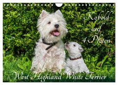 Kobold auf 4 Pfoten - West Highland White Terrier (Wandkalender 2024 DIN A4 quer), CALVENDO Monatskalender - Starick, Sigrid