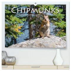 Chipmunks Streifenhörnchen (hochwertiger Premium Wandkalender 2024 DIN A2 quer), Kunstdruck in Hochglanz