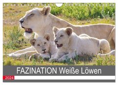 FAZINATION Weiße Löwen (Wandkalender 2024 DIN A4 quer), CALVENDO Monatskalender