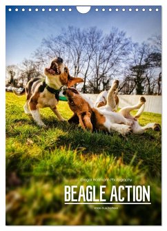Beagle Action - Wilde Kuscheltiere (Wandkalender 2024 DIN A4 hoch), CALVENDO Monatskalender