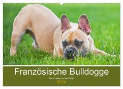 Französische Bulldogge - Kleine Helden auf vier Pfoten (Wandkalender 2024 DIN A2 quer), CALVENDO Monatskalender