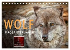 Wolf - Imposanter Jäger (Tischkalender 2024 DIN A5 quer), CALVENDO Monatskalender