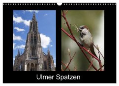 Ulmer Spatzen (Wandkalender 2024 DIN A3 quer), CALVENDO Monatskalender