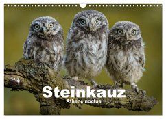 Steinkäuze (Athene noctua) (Wandkalender 2024 DIN A3 quer), CALVENDO Monatskalender