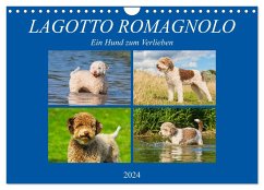 Lagotto Romagnolo - Ein Hund zum Verlieben (Wandkalender 2024 DIN A4 quer), CALVENDO Monatskalender - Calvendo