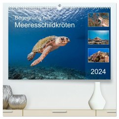 Begegnung mit Meeresschildkröten (hochwertiger Premium Wandkalender 2024 DIN A2 quer), Kunstdruck in Hochglanz