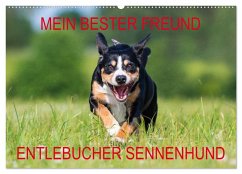 Mein bester Freund - Entlebucher Sennenhund (Wandkalender 2024 DIN A2 quer), CALVENDO Monatskalender