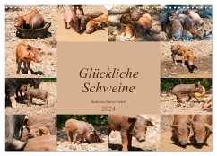 Glückliche Schweine Berkshire-Iberico Ferkel (Wandkalender 2024 DIN A3 quer), CALVENDO Monatskalender