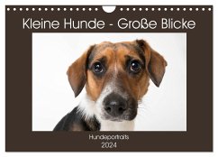 Kleine Hunde - Große Blicke (Wandkalender 2024 DIN A4 quer), CALVENDO Monatskalender