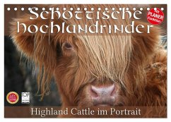 Schottische Hochlandrinder - Highland Cattle im Portrait (Tischkalender 2024 DIN A5 quer), CALVENDO Monatskalender