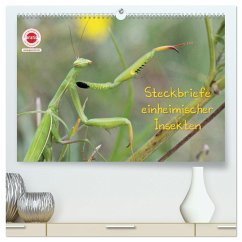 GEOclick Lernkalender: Insekten (hochwertiger Premium Wandkalender 2024 DIN A2 quer), Kunstdruck in Hochglanz
