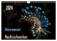 Unterwasser - Nacktschnecken 2024 (Wandkalender 2024 DIN A4 quer), CALVENDO Monatskalender