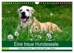Eine treue Hundeseele - Golden Retriever (Wandkalender 2024 DIN A4 quer), CALVENDO Monatskalender
