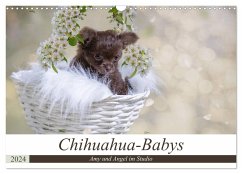 Chihuahua-Babys - Amy und Angel im Studio (Wandkalender 2024 DIN A3 quer), CALVENDO Monatskalender