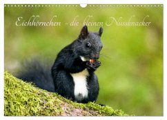 Eichhörnchen - die kleinen Nussknacker (Wandkalender 2024 DIN A3 quer), CALVENDO Monatskalender