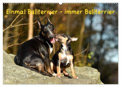 Einmal Bullterrier - immer Bullterrier (Wandkalender 2024 DIN A2 quer), CALVENDO Monatskalender