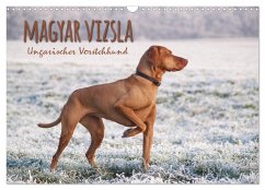 Magyar Vizsla - Ungarischer Vorstehhund (Wandkalender 2024 DIN A3 quer), CALVENDO Monatskalender - Hollstein, Alexandra