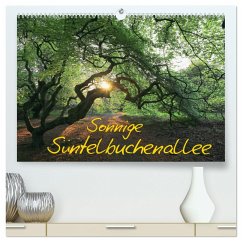 Sonnige Süntelbuchenallee (hochwertiger Premium Wandkalender 2024 DIN A2 quer), Kunstdruck in Hochglanz