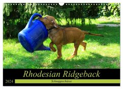 Rhodesian Ridgeback - Schnappschüsse - (Wandkalender 2024 DIN A3 quer), CALVENDO Monatskalender - Behrens, Dagmar